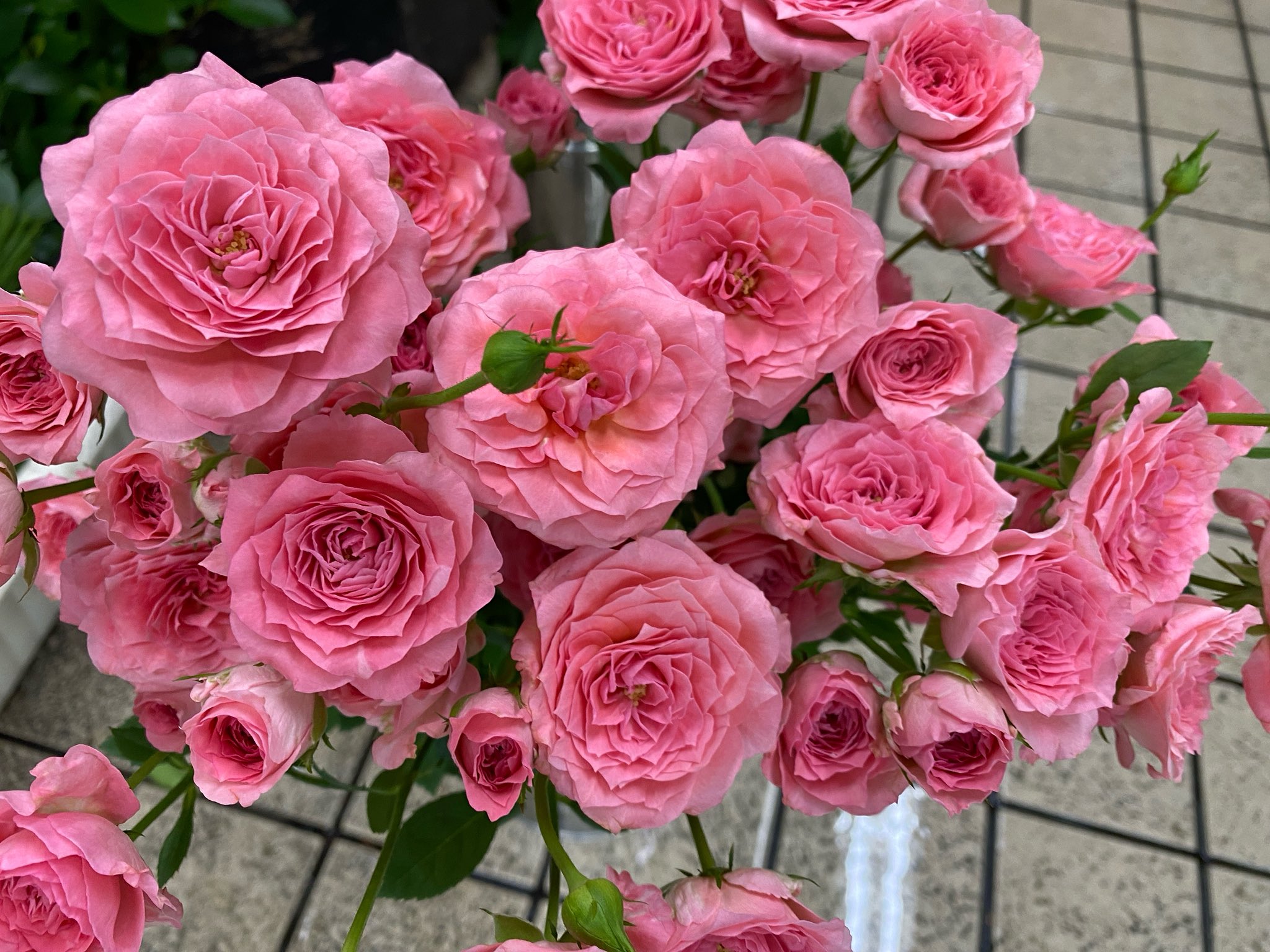 田村一「薔薇」 一心 issin – WABARA online store