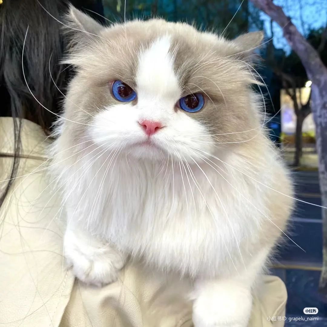 ‧₊˚🐈💗Youtube Premium 30 วัน☁️🎧

ꔛ ไม่ต่อเมล 20฿
ꔛ ต่อเมล 70฿
เมลร้าน +10฿

ᯅ̈ ไม่มีโฆษณาคั่น
ᯅ̈ ล็อคหน้าจอ เพลงไม่ดับ
ᯅ̈ มีแจ้งเตือนก่อนวันหมดอายุ

#ยูทูปพรีเมี่ยมราคาถูก #หารยูทูปพรีเมี่ยม #youtubepremiumราคาถูก #หารYouTubePremiumราคาถูก #หารyoutubeราคาถูก #ไลน์ล่ม