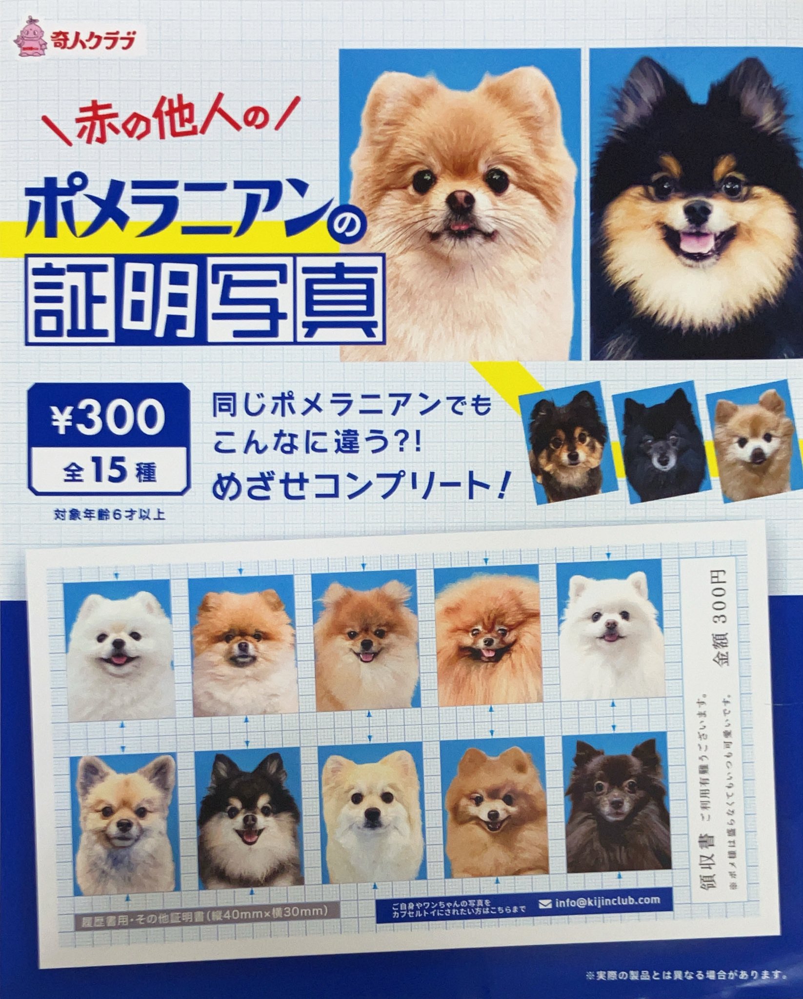 ポメラニアンの人専用 お散歩中シンクロする黒ポメ親子✨【ポメラニアン多頭飼い