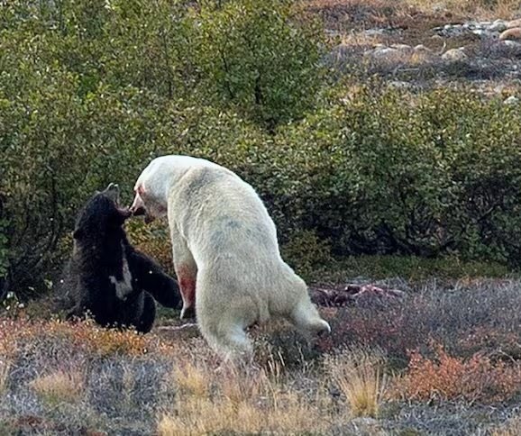 아메리카흑곰과 북극곰의 충돌이 기록된 모양이군.
북극권 생태계가 무너지는 와중에 인간은 북극항로가 열리는 것에 환호하며.