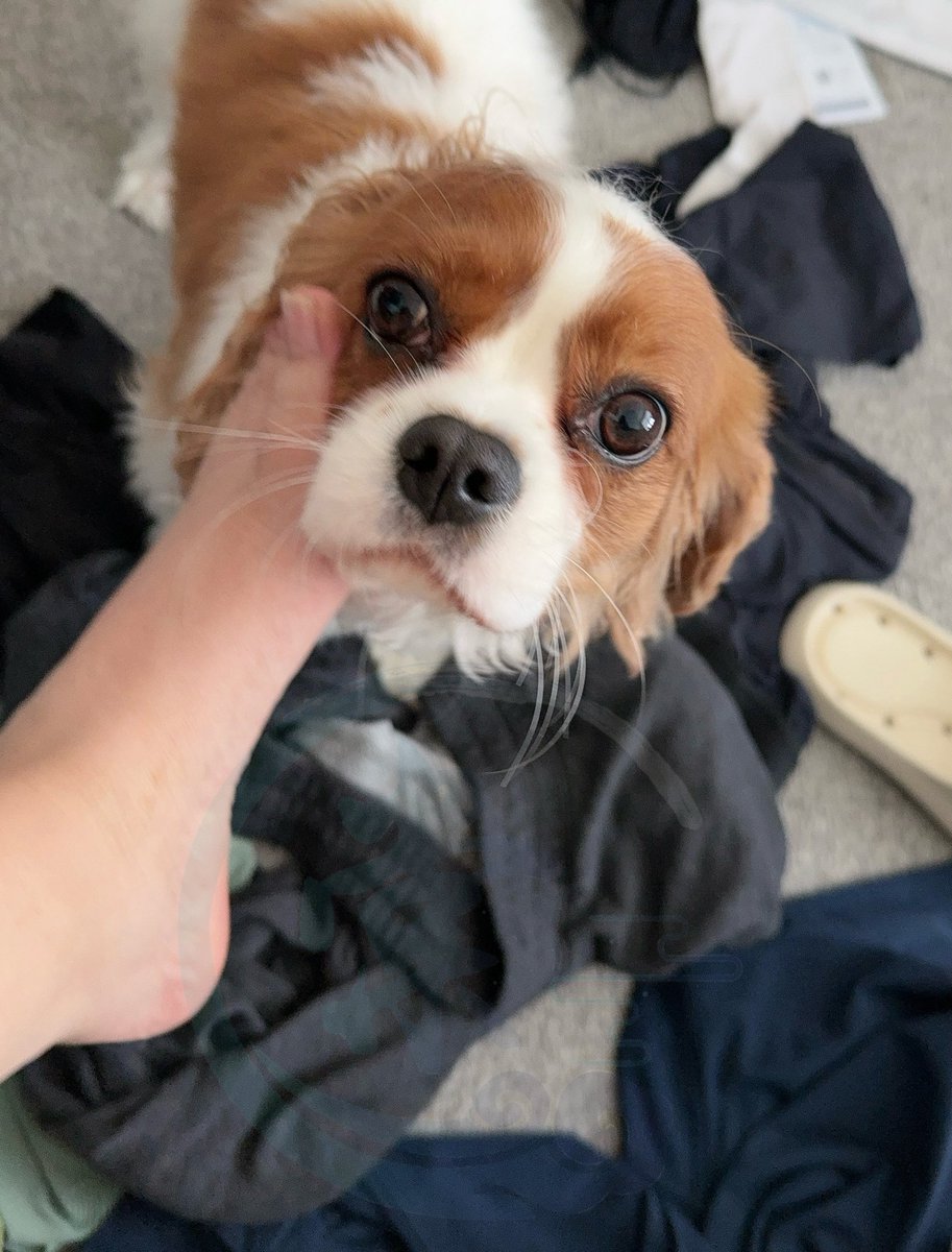 在素人闺蜜家玩闺蜜的狗
闺蜜说你啥时候也能给我玩玩你的狗
还没来得及说我现在没有狗
闺蜜说要帅的，很帅的
所以NJ/NY有什么帅气单身小狗么
得还闺蜜一只小狗玩玩🤣
#BDSM #女S #Dom