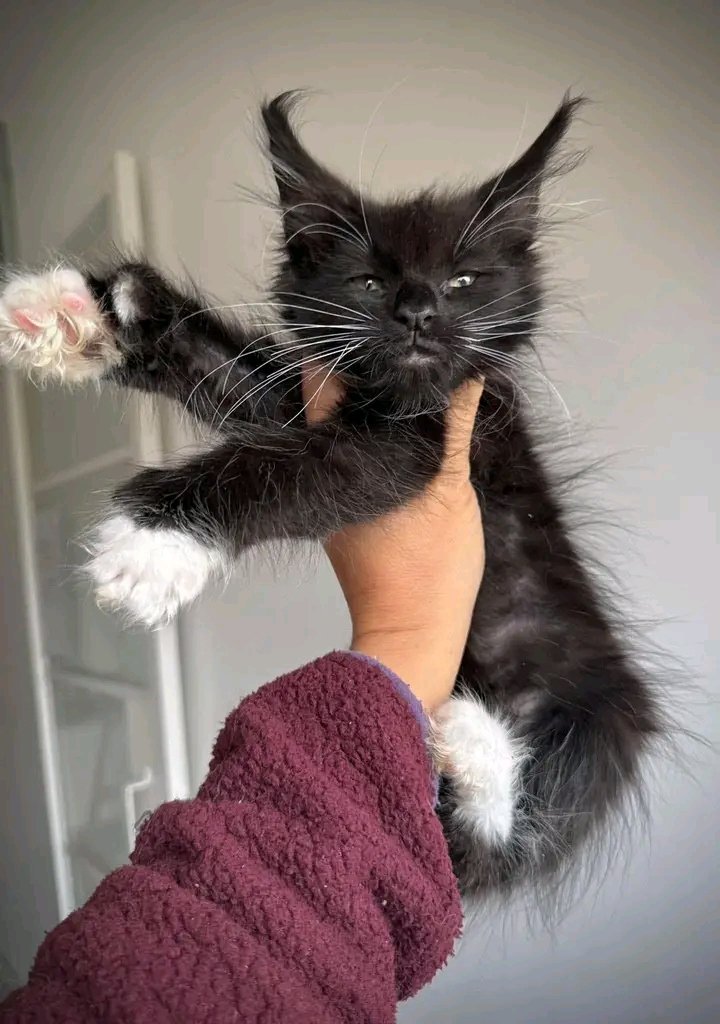 kitten home (@aapz0061) / Posts / X