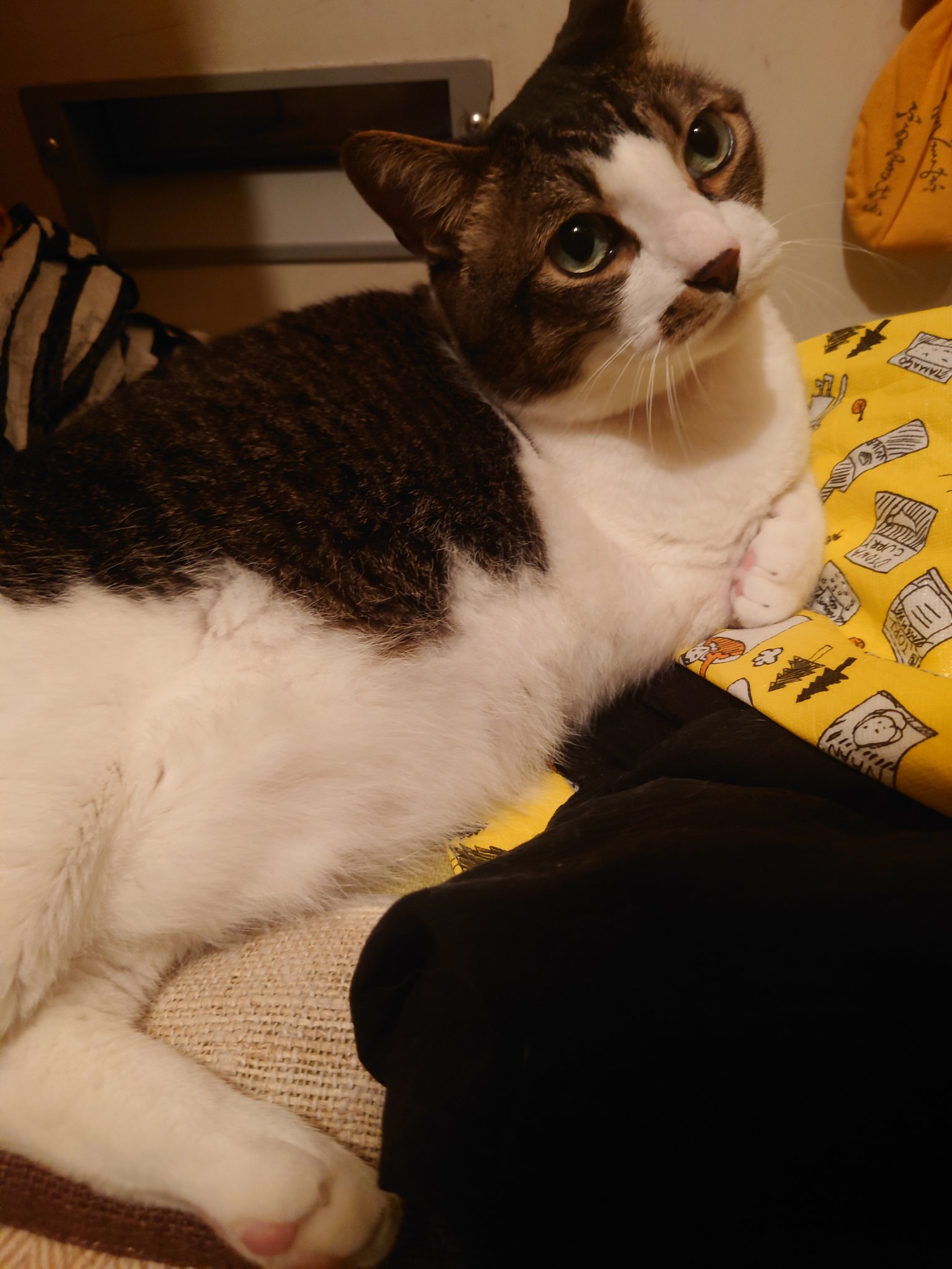 ねこ◎不調の為返信遅れます、プロフ必読 あと3日3日