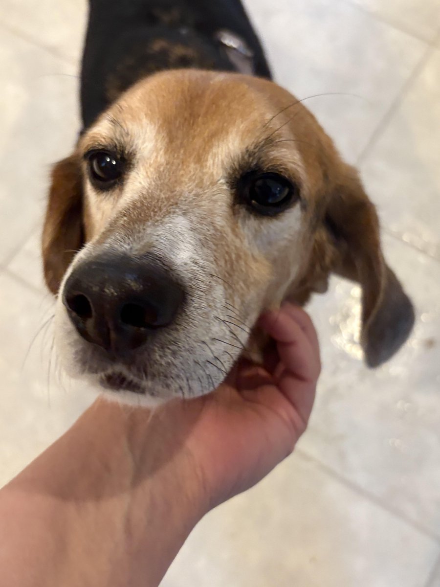 Big day for a big boy! 🥳 Irwin celebrated his 7th birthday in his wonderful new forever home!
He was adopted by a sweet family, &amp; now their toddler daughter gets to grow up with her new best friend. Enjoy the fenced yard &amp; all the new adventures, Irwin! ❤️
#HappyTails #beagles