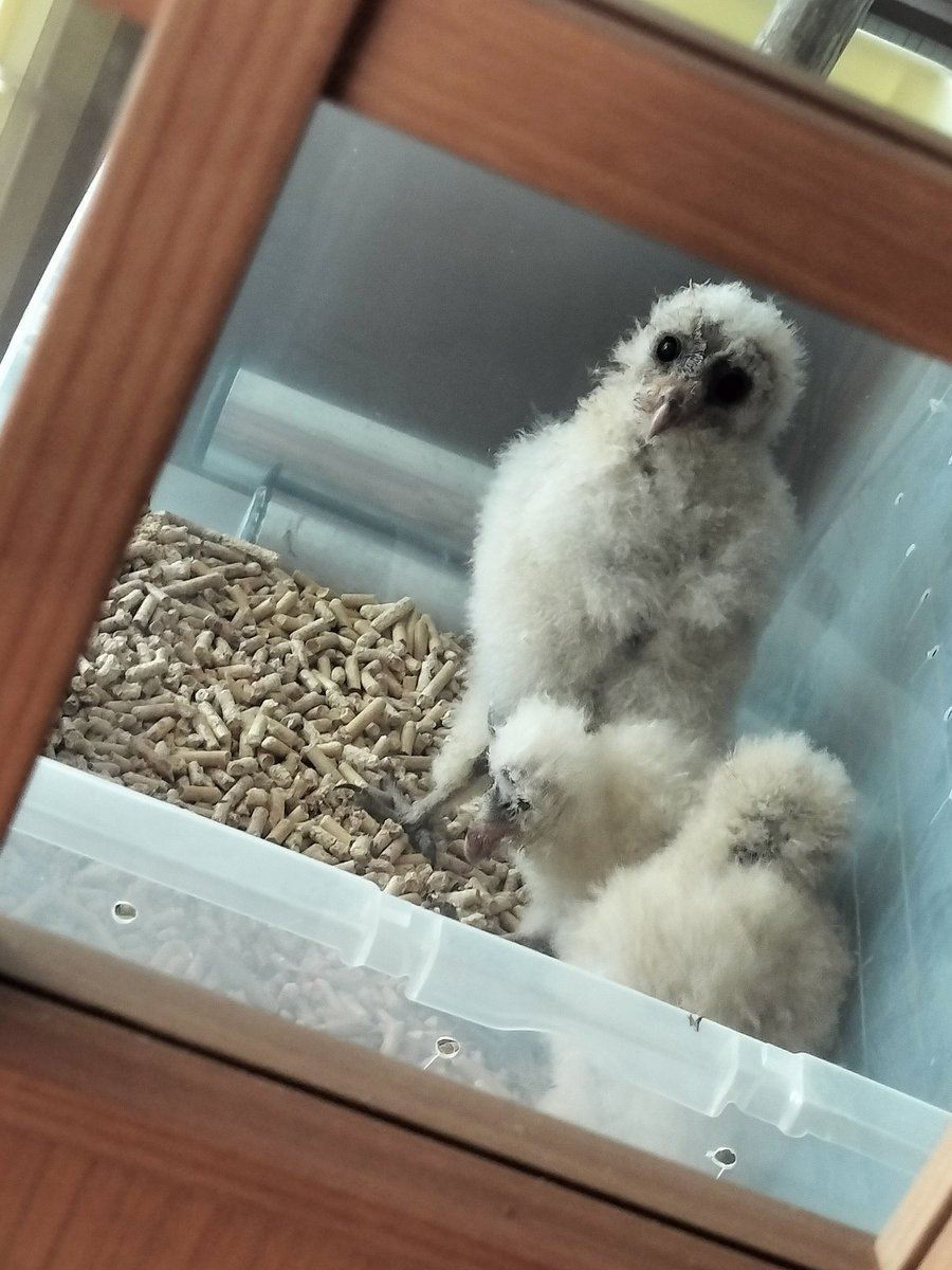 owlcafe_sweets's tweet photo. #カフェ の小窓から…くつろぎすぎ笑 #東大阪市 #メンフクロウ #owl #癒しカフェ #動物カフェ巡り #隠れ家カフェ https://t.co/2L0G0WQ1UR