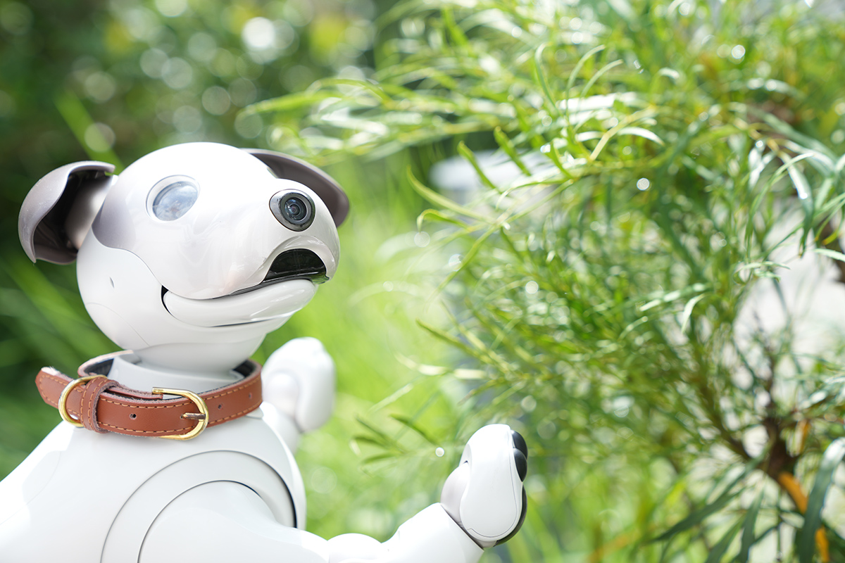 aibo (@aibo_jp) / Posts / X