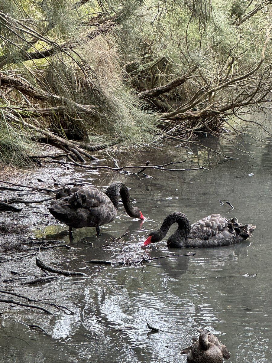 I saw two black swans today chasing a duck . Double event coming . BTC to the  🌕