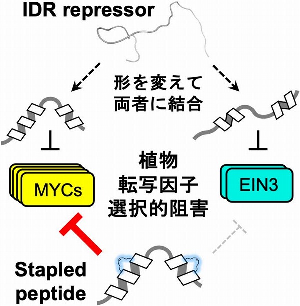 天然変性領域リデザインによる植物転写因子の選択的制御 katosei.jsbba.or.jp/index.php?scri… <a href="/jsbba_katosei/">日本農芸化学会「化学と生物」オンライン</a>より