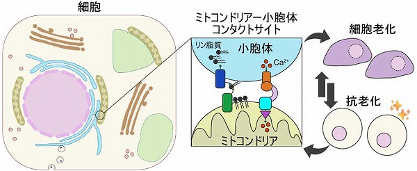 オルガネラ膜接触部位の役割と細胞老化の関係 katosei.jsbba.or.jp/index.php?scri… <a href="/jsbba_katosei/">日本農芸化学会「化学と生物」オンライン</a>より