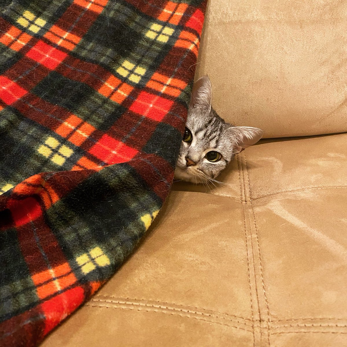 ねこが行方不明だから名前を呼んで探していたら隠れ家から顔だけ出してくれた🤭