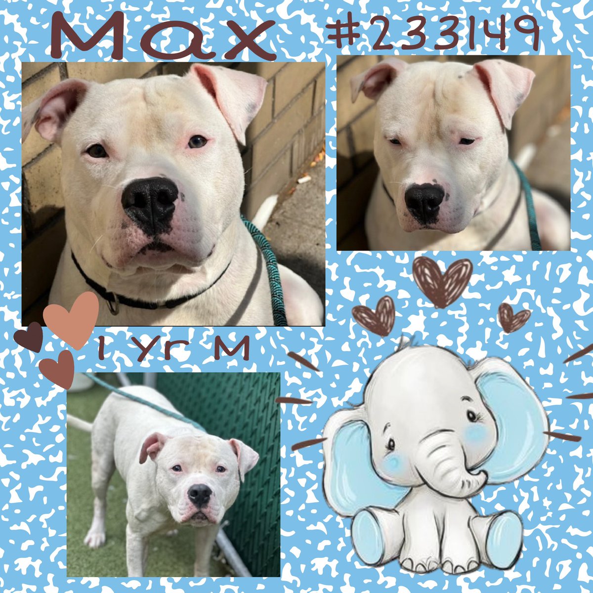 Quinnqueens's tweet image. 🔷🤎🔷 ⓜⓐⓧ 🔷🤎🔷
#233149 #MACC 1 Yr M
Max is an owner surrender, so the shelter can get overwhelming for him. He needs a calm 🏡 2 decompress &amp;amp; start building trust with his human. Give him the love he craves. Adult only 🏡#AdoptMe #Foster #Pledge
nycacc.app/browse/233149