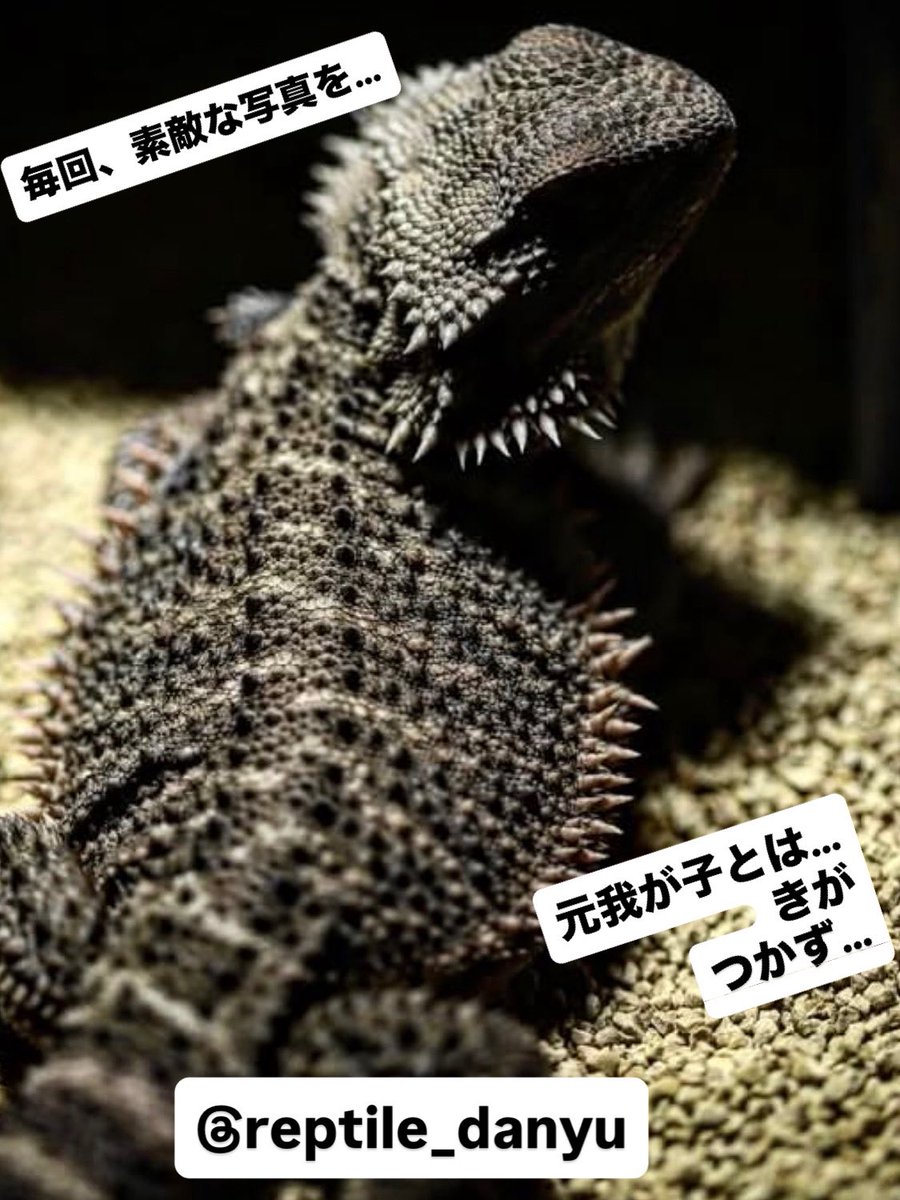 cres_crezy710's tweet image. うちで買われた方が
素敵な写真をアップしてくれました✨

#ダークレッド
#RM100
#フトアゴヒゲトカゲ
#suke