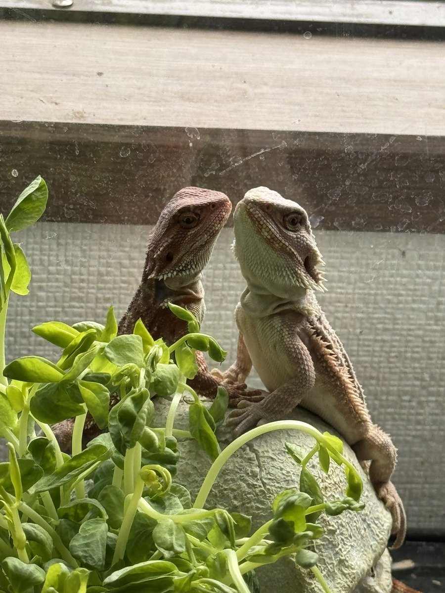 cres_crezy710's tweet image. #ダークレッド 
#RM100
#suke
#フトアゴヒゲトカゲ