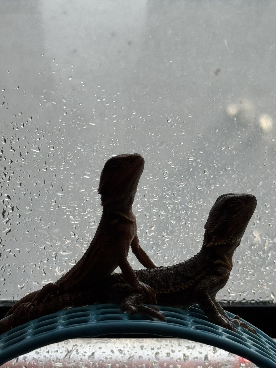 cres_crezy710's tweet image. #ダークレッド 
#RM100
#suke
#フトアゴヒゲトカゲ