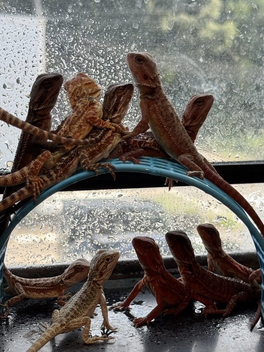 cres_crezy710's tweet image. #ダークレッド 
#RM100
#suke
#フトアゴヒゲトカゲ