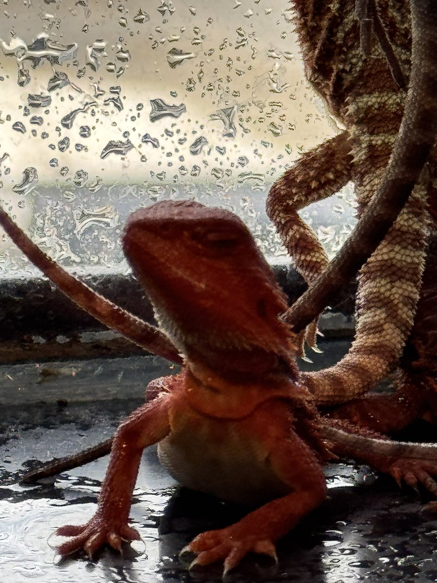 cres_crezy710's tweet image. #ダークレッド 
#RM100
#suke
#フトアゴヒゲトカゲ