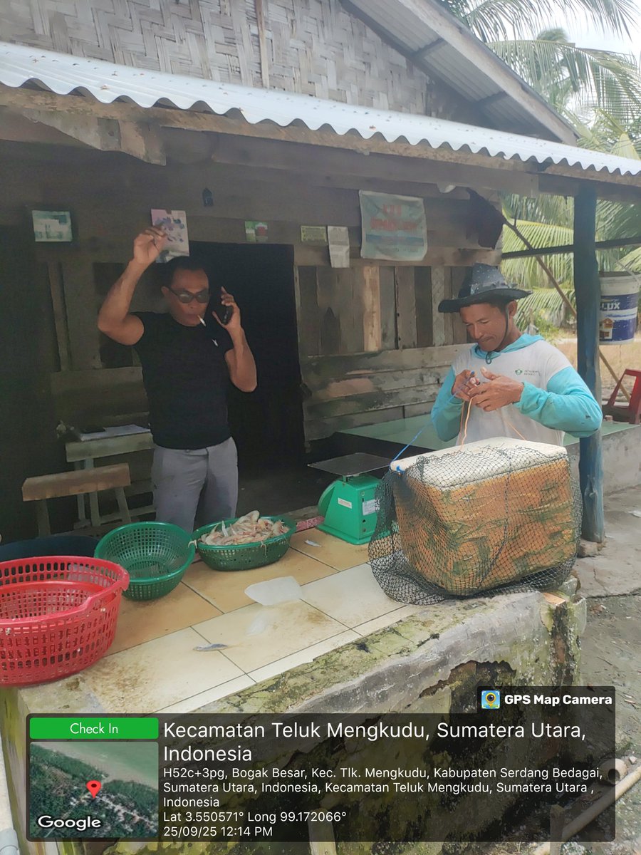 Stpjimmi06's tweet photo. Kamis  (25/09/25, Jimmi Stp, Luhkan Kab. Sergai, di KUB Sepakat Jaya, desa Bogak Besar, alat tkp gillnet mlprkan hsl tkp  Kelong  8  kg/Rp 80000,   Suwallo 5 kg/Rp 45000, Senangin 6 kg/25000, Gulamah  7 kg/5000
#GiatLuhkanSatminkalMedan
#Tangkap
#SdgBdgai https://t.co/f4jfJdSEGK