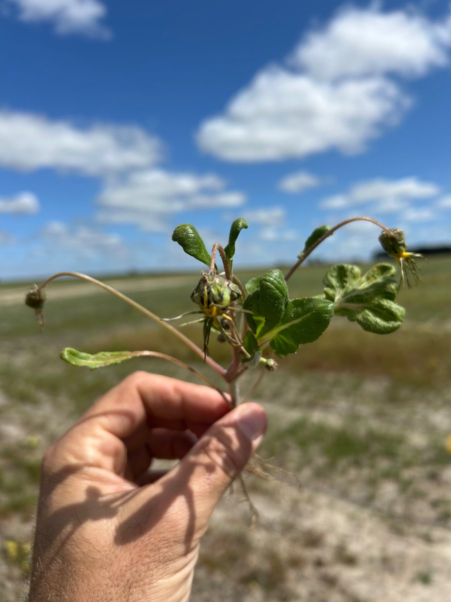 Roberto Busi tweet media