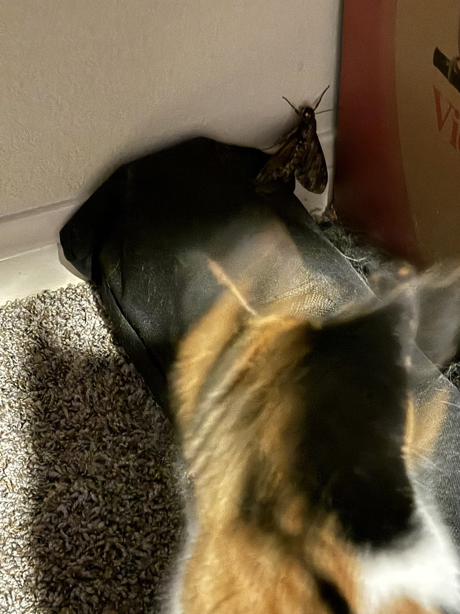 Tiferet ⚙️ REARMS Android tweet media