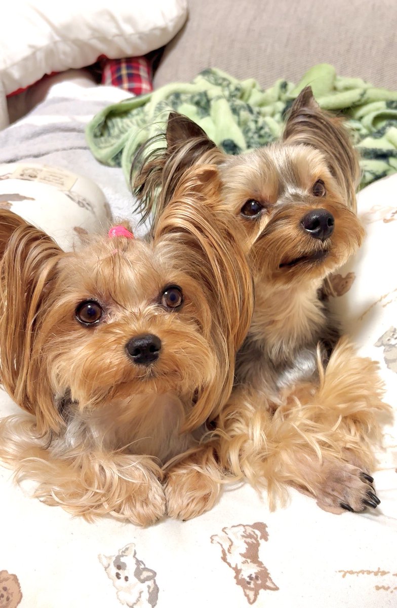 ヒノエとつくねのママです。　ヨーキーちゃん ヒノエとつくねのママです。 ヨーキーちゃん ヒノエとつくねママ様専用