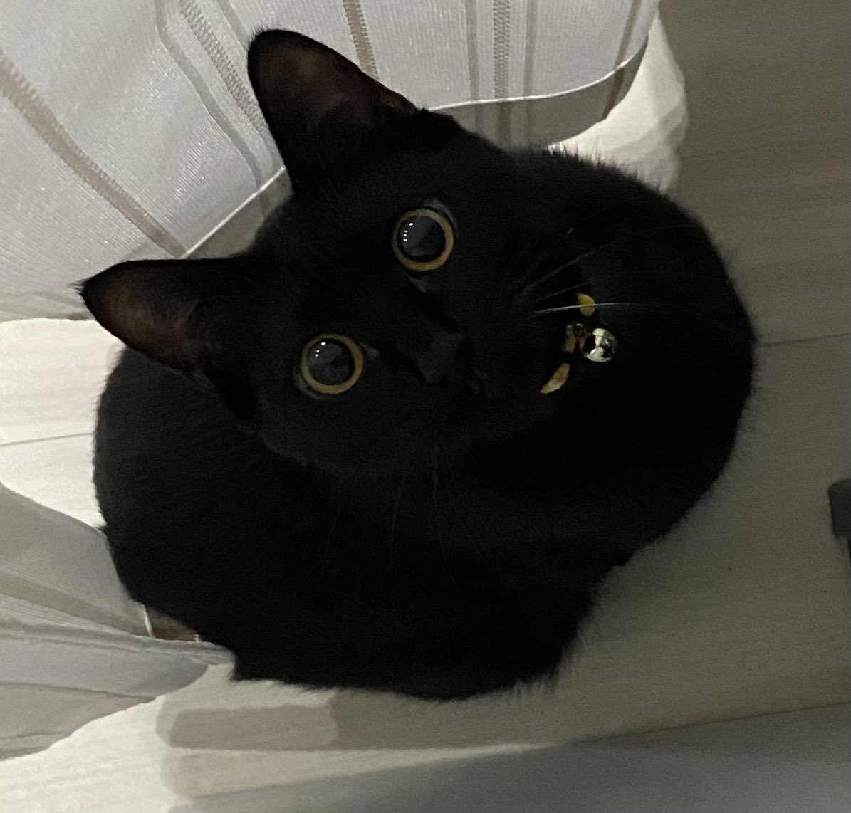 黒猫様 黒猫モチーフ リング SAMR0780 XD | ANNA SUI (Women