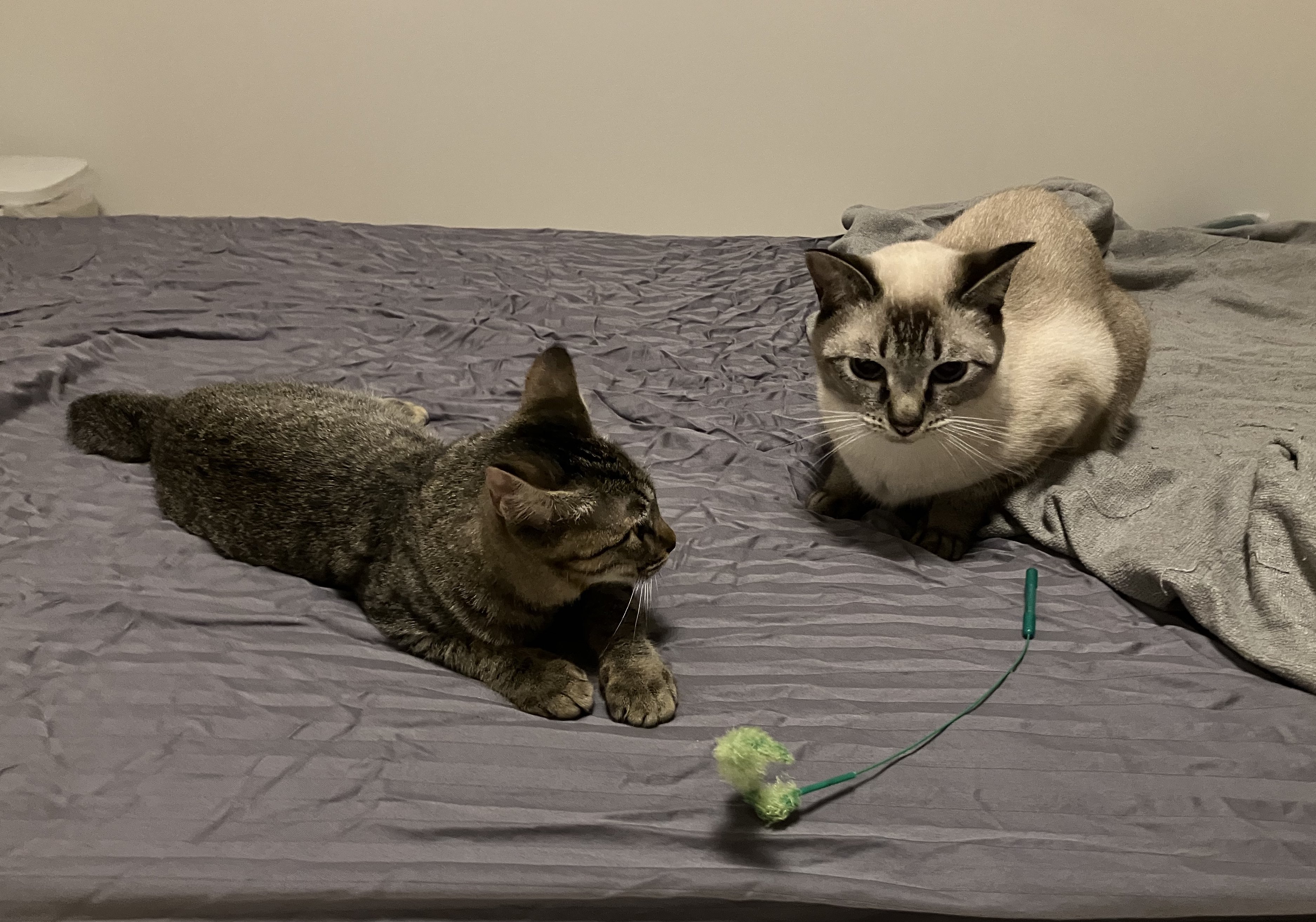 昼休みのねこ on X: 