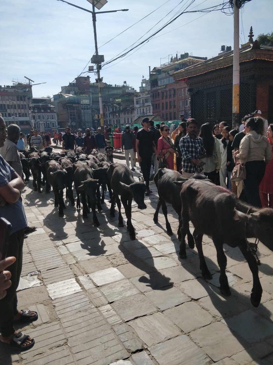 They're taking these baby calves inside, probably for sacrifice. They all watery eyes. They're probably crying.