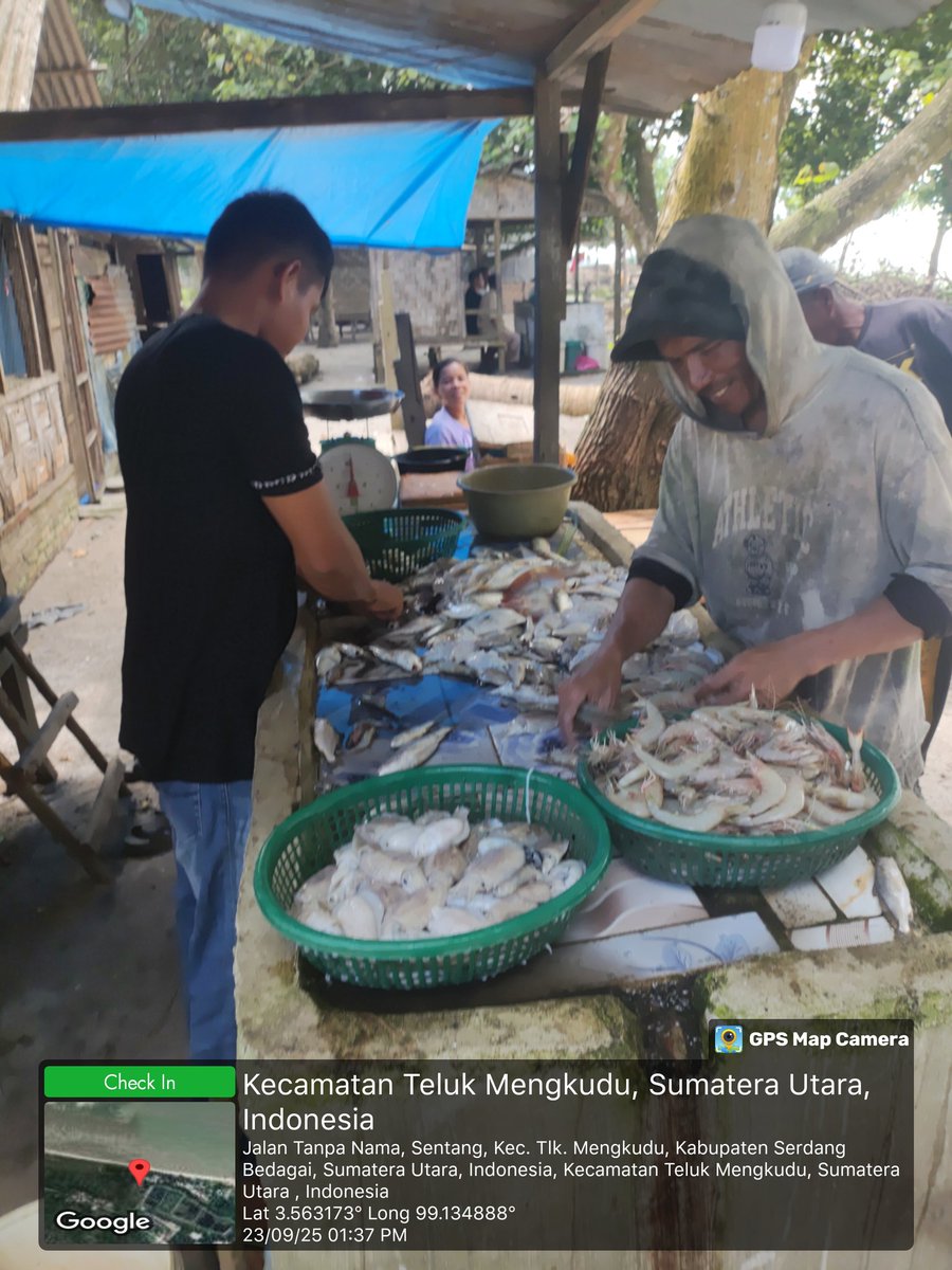 Stpjimmi06's tweet photo. Selasa (23/09/25), Jimmi Stp, Luhkan Kab. Sergai, di KUB Nelayan Maju, desa Sentang,  mlprkan hsl tkp  Kelong 12 kg/Rp 80000,  Suwalo 6 kg/Rp 45000, Sotong 6 kg/Rp 25000, Senangin 7 kg/Rp 25000, dan Gulamah 8 kg/Rp. 5000
#GiatLuhkanSatminkalMedan
#Tangkap
#SdgBdgai https://t.co/SfNlUVxs3d