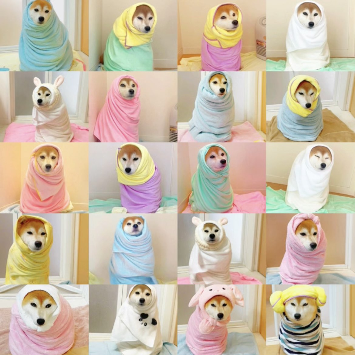 雨の日に効く柴犬の詰め合わせ