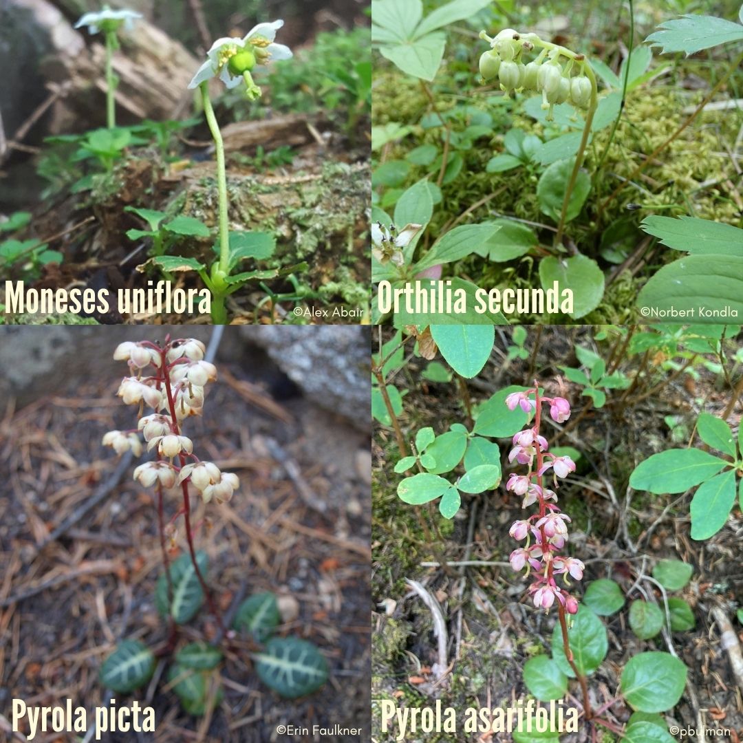 Join the Calgary Plant Study Group at the UofC on October 4 at 1-3pm for Winter Botany 101: The Forest Floor - Wintergreens. Bring your favourite floral guide and a notebook for a hands-on exploration of plants that keep our winter green. RSVP to calgarypsg@anpc.ab.ca to attend.