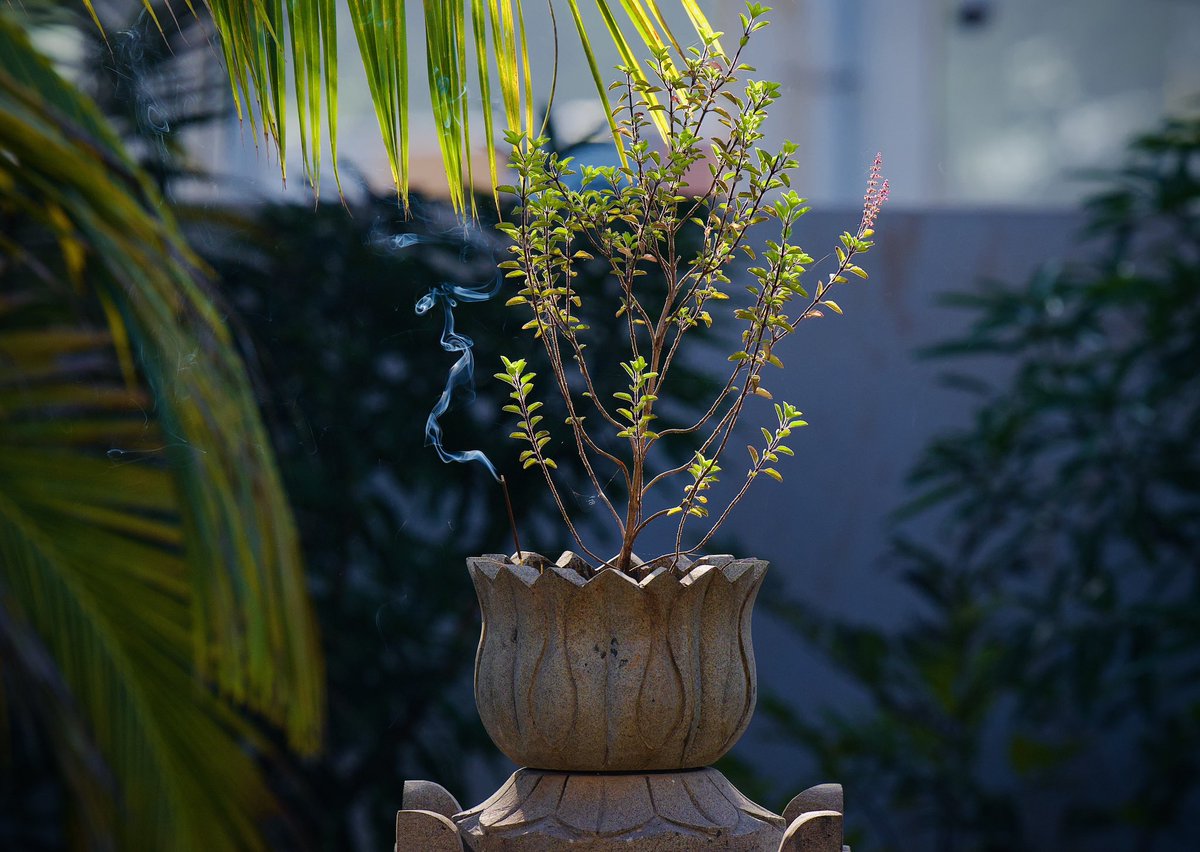 Vijaykulange's tweet image. Tulsi Vrindavan .. such energetic and spiritual mornings are part of our culture. #MorningVibes