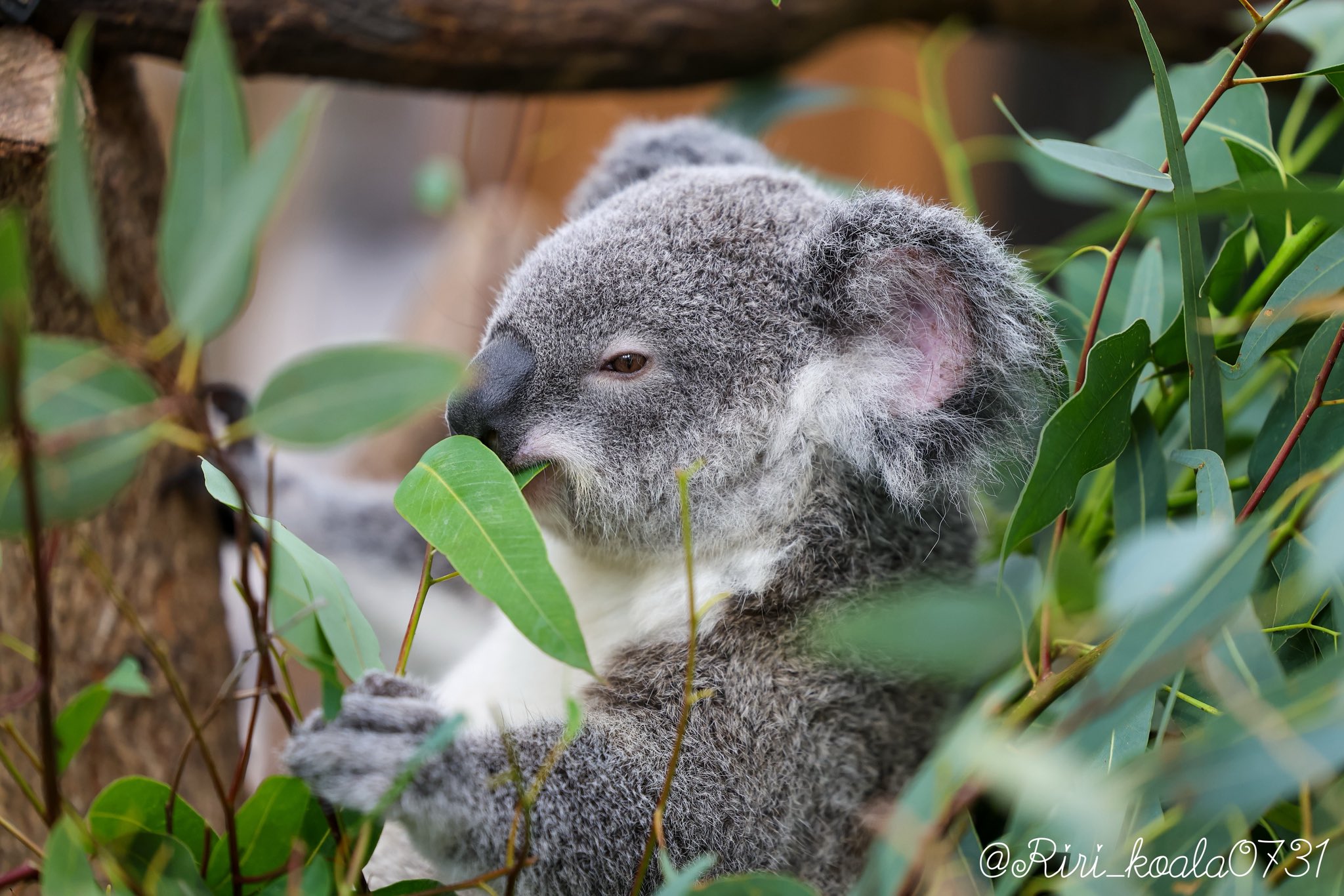 コアラ momop_0717 | 多摩動物公園コアラ来園40周年展示 #多摩動物公園