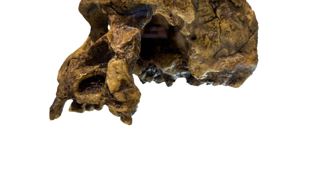 Java Man goes home but do all repatriations bring justice? This week’s newsletter dives into fossil returns, Cham bodhisattvas, and the politics of heritage in Southeast Asia.
 
bit.ly/46S7Mn9