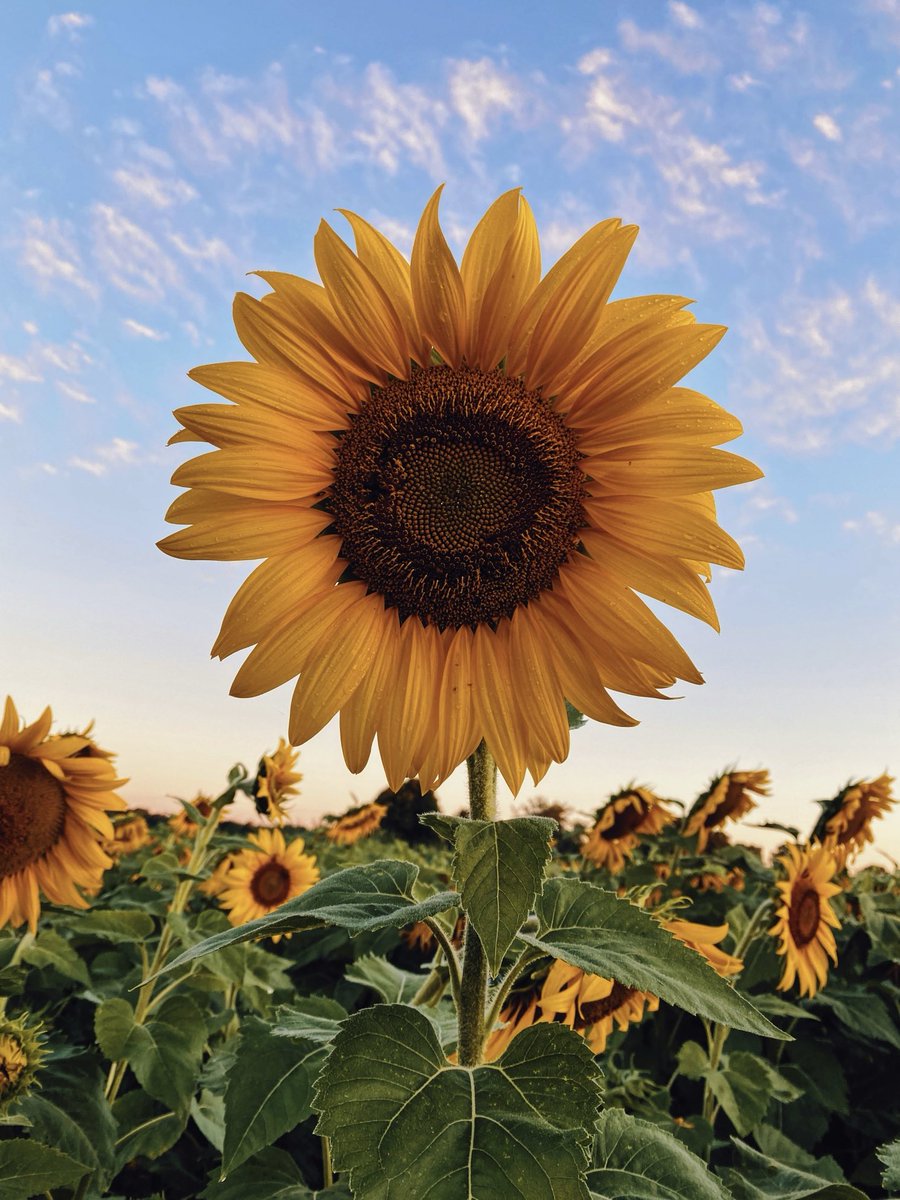 قهوتي هذا الصباح …