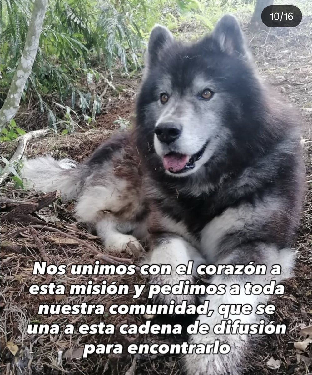 Esta "guardería" HOSPECAN vendió a Drako a un criadero y mienten diciendo que se escapo, avisaron a dueños días después entorpeciendo su búsqueda.
<a href="/CamiloJaramill/">Camilo Jaramillo</a> <a href="/andreanimalidad/">Andrea Padilla Villarraga🐆</a> <a href="/PlataformaALTO/">Plataforma ALTO</a> <a href="/MONYRODRIGUEZOF/">MÓNICA RODRÍGUEZ 🐤</a> Ayuda por favor 🙏🏻 ley kiara