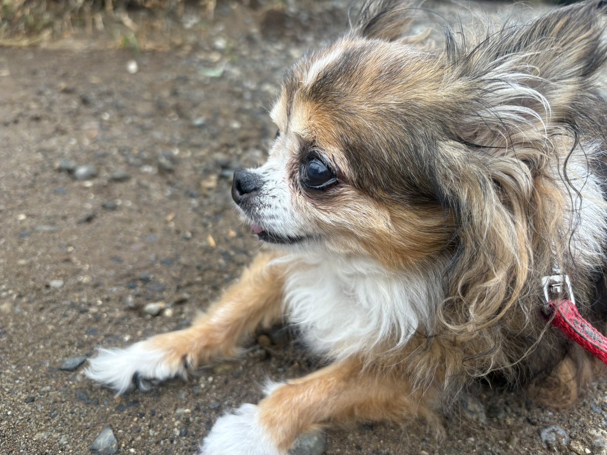 kimiko_321's tweet photo. ☔️降ったりやんだり。

やんだタイミングで🐾 https://t.co/e3ufBts3RE