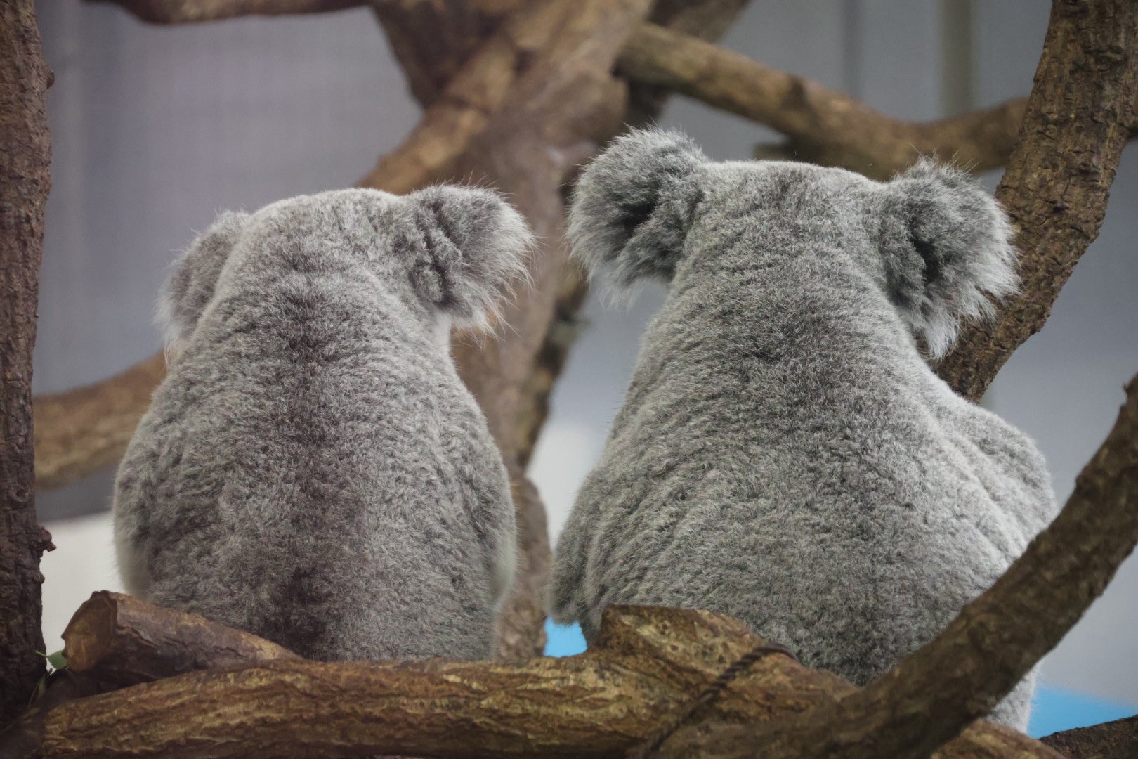 浜紬　名古屋帯　コアラ　親子　ユーカリ 浜紬 名古屋帯 コアラ 親子 ユーカリ