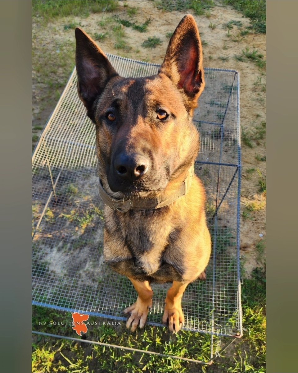 Looking into your soul

#K9SADALLAS #malinois #MWD #PD #K9SolutionsAustralia🇦🇺