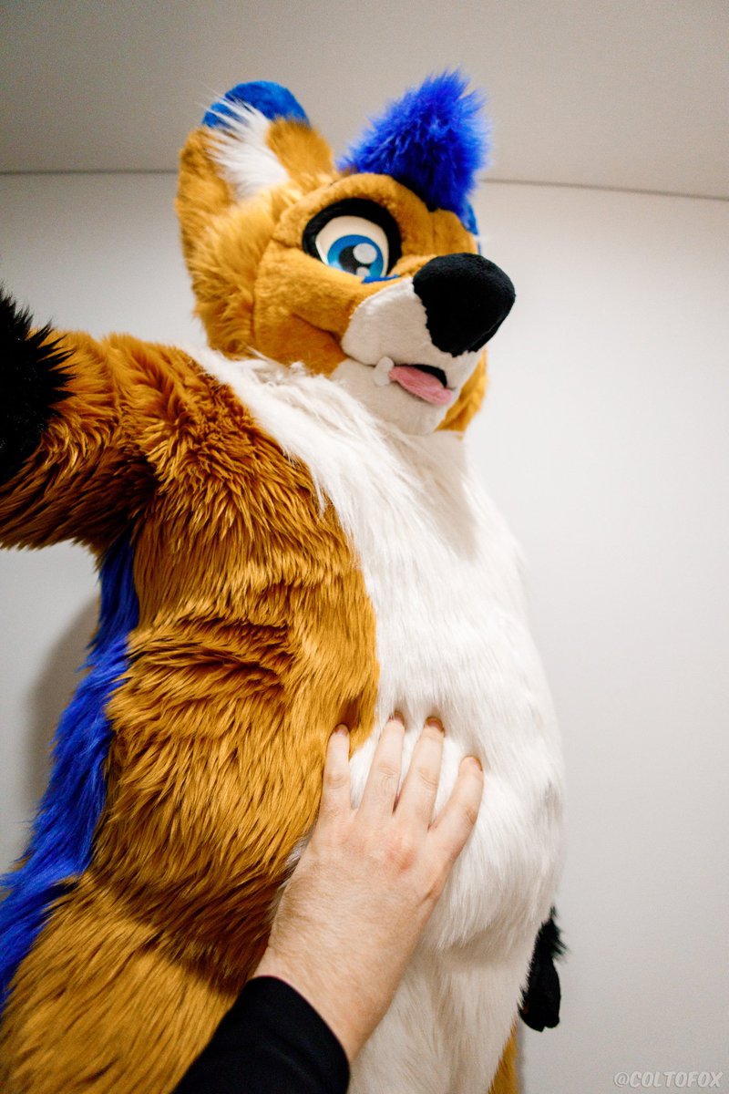 Pet the fox.🧡💙
#tummytuesday #furry
📸: <a href="/coltofox/">Colto Fox</a>