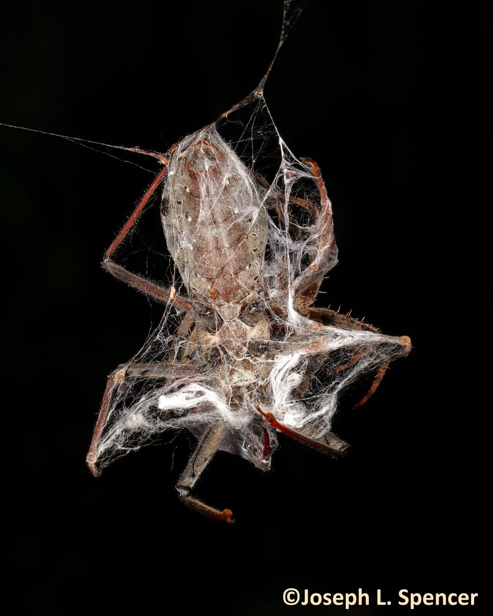 Joseph Lee Spencer tweet media