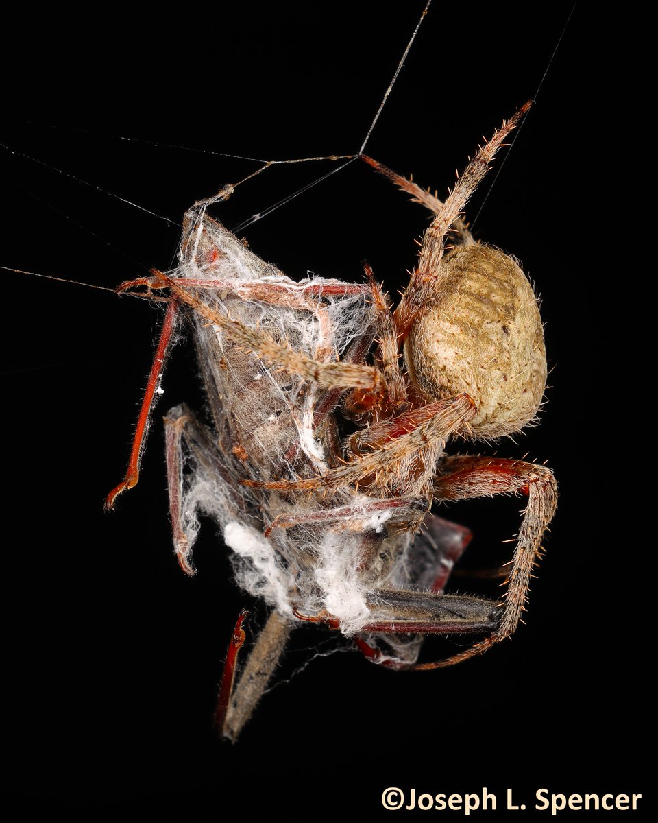 Joseph Lee Spencer tweet media