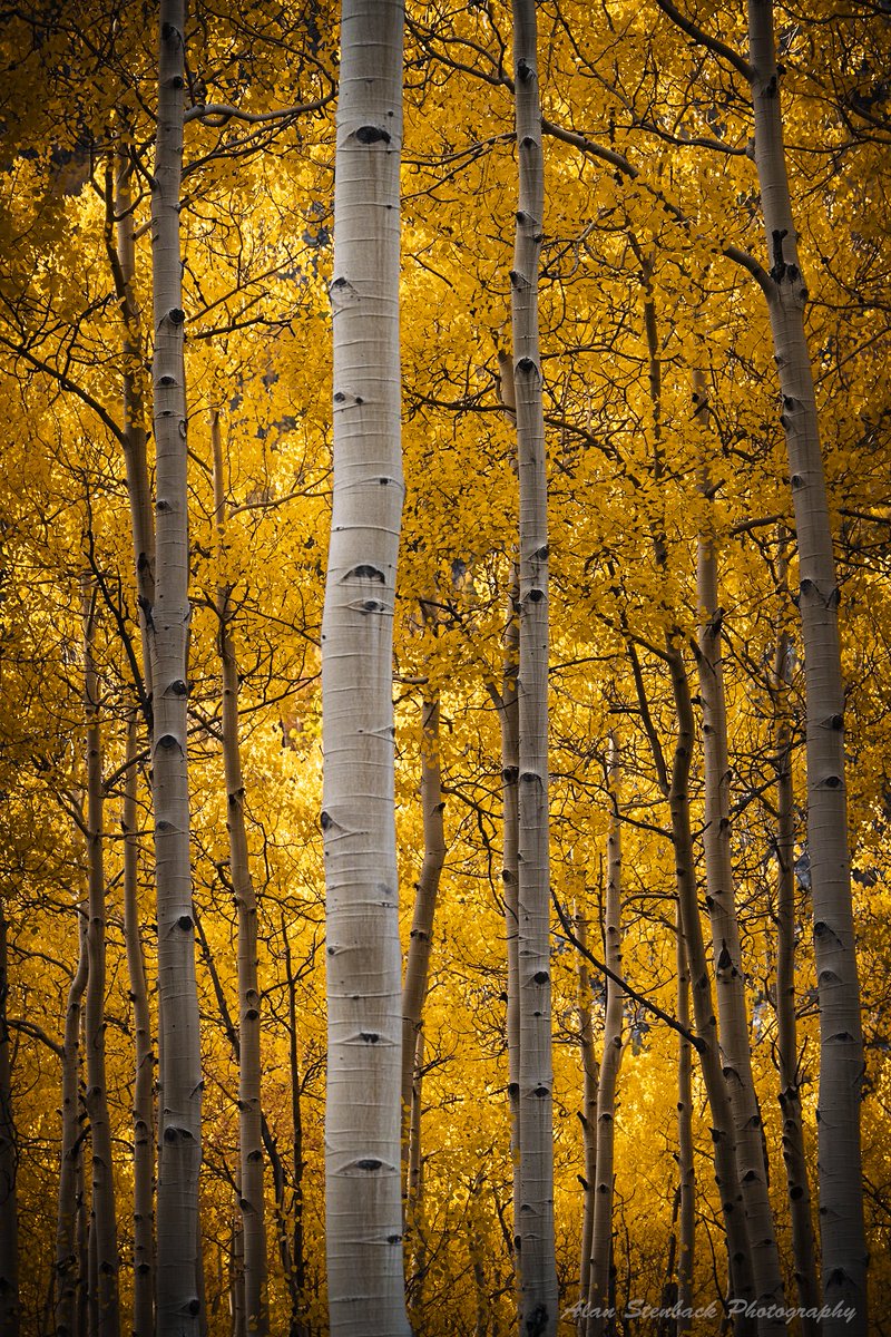 In Search of Gold 🍁