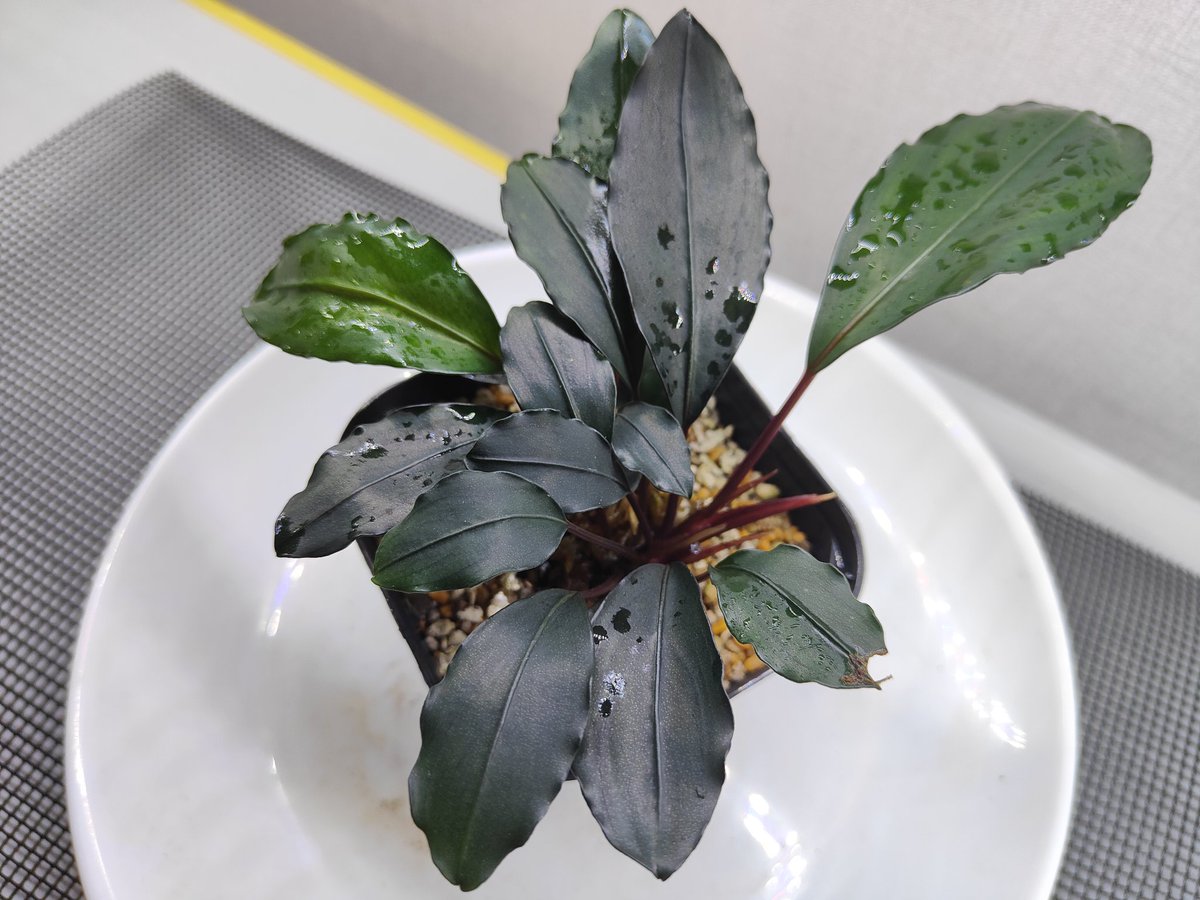kiboudeko's tweet photo. Bucephalandra cf. "Motleyana Serian" 2010/03 カミハタボルネオ便
2017/01 入手株

セリアンの赤軸
いつ見ても良いですね🤟

#Bucephalandra
#ブセファランドラ
#モトレイアーナ
#Motleyana #大型ブセ https://t.co/F5zI3ifaim