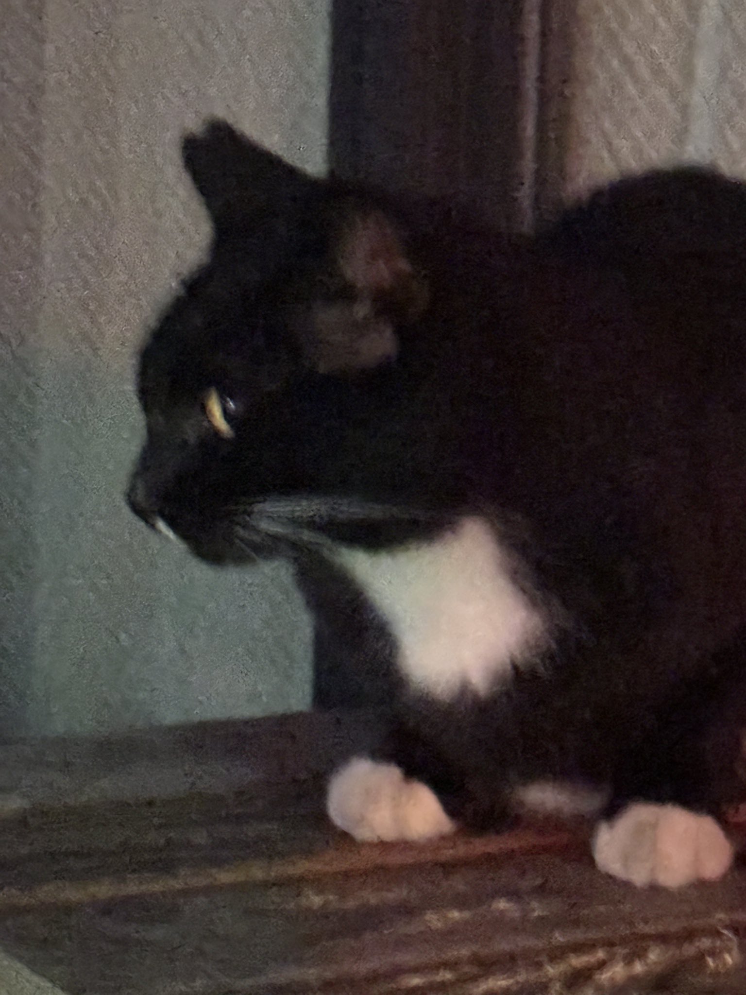猫の写真 Amazon.co.jp: JXK SMALL プリクラ猫 冷蔵庫シール ネコ好き