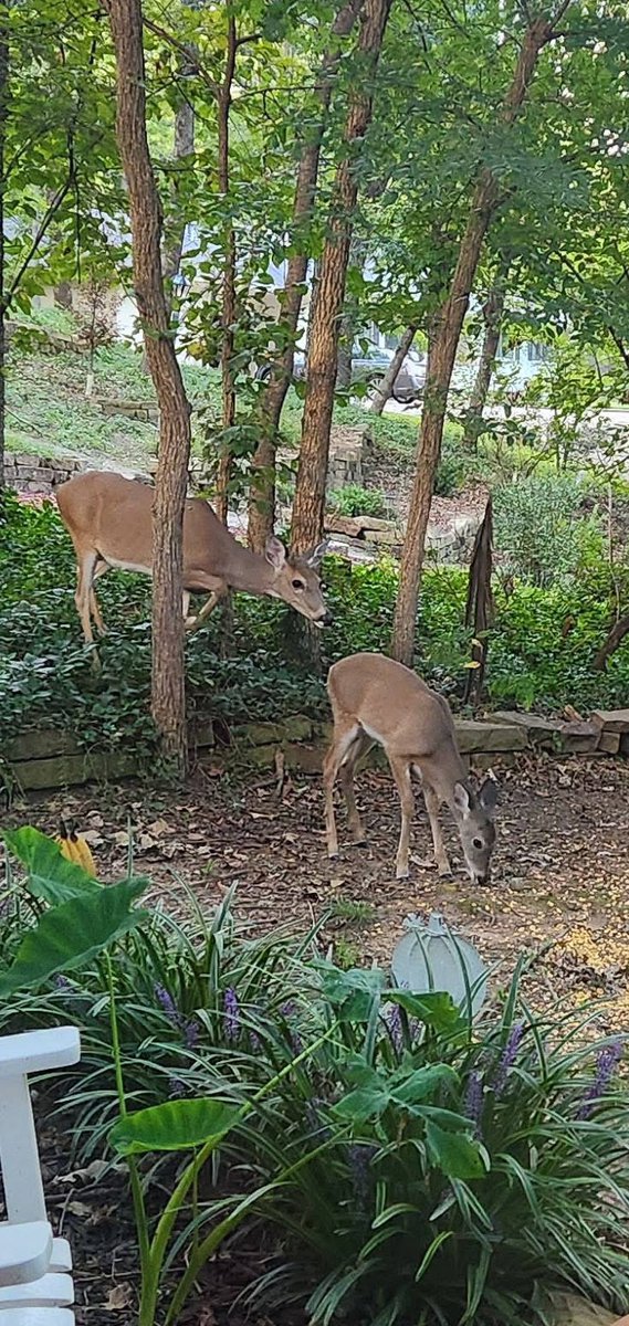En la yarda de mi amiga, en Oklahoma, son bien lindos!🦌❤️