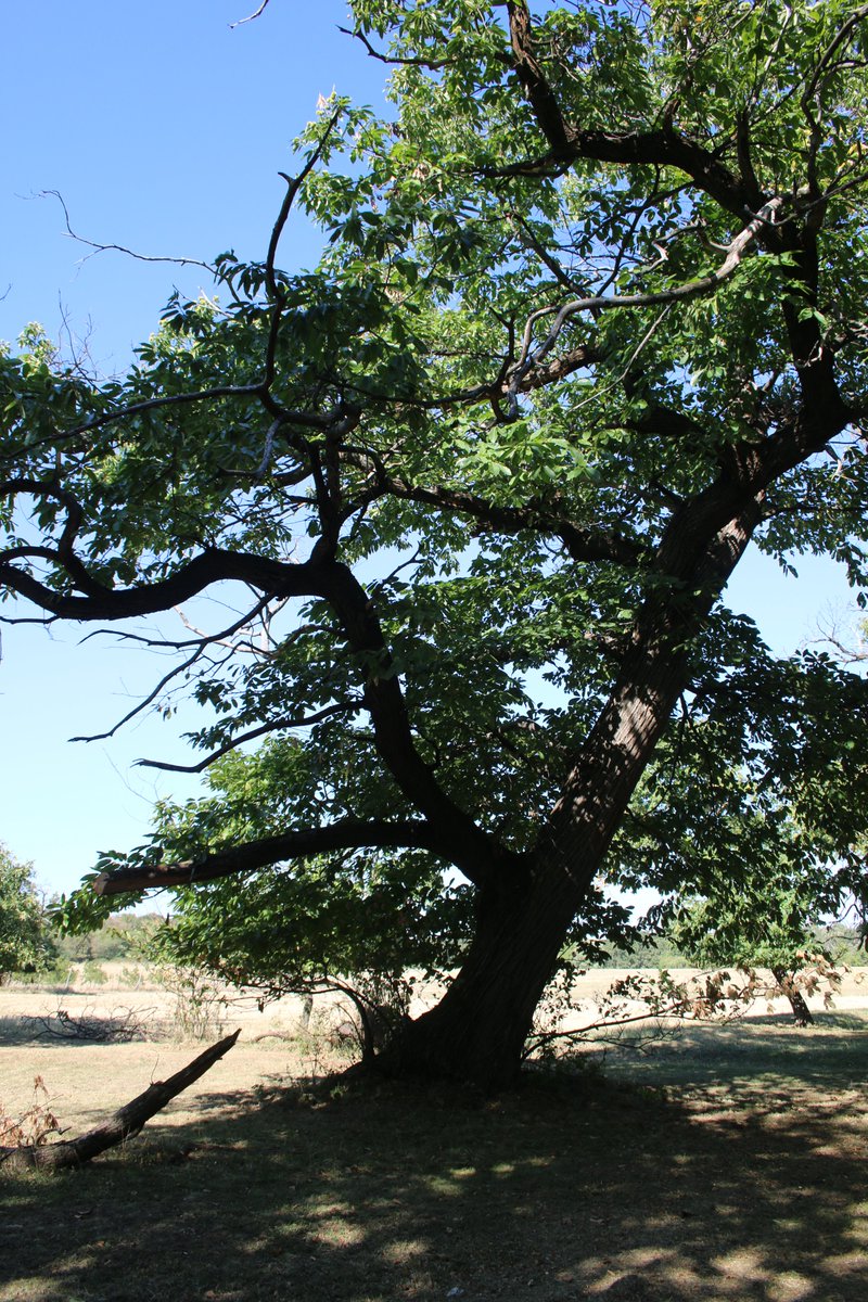 good morning treepeople