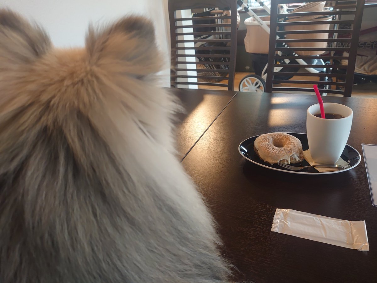 tabi_pome's tweet photo. とってもステキなドッグカフェ✨️
看板犬🐶🐶かわいいし、ドーナツ美味しいし、また行きたい🌼 https://t.co/14rzOVN21F