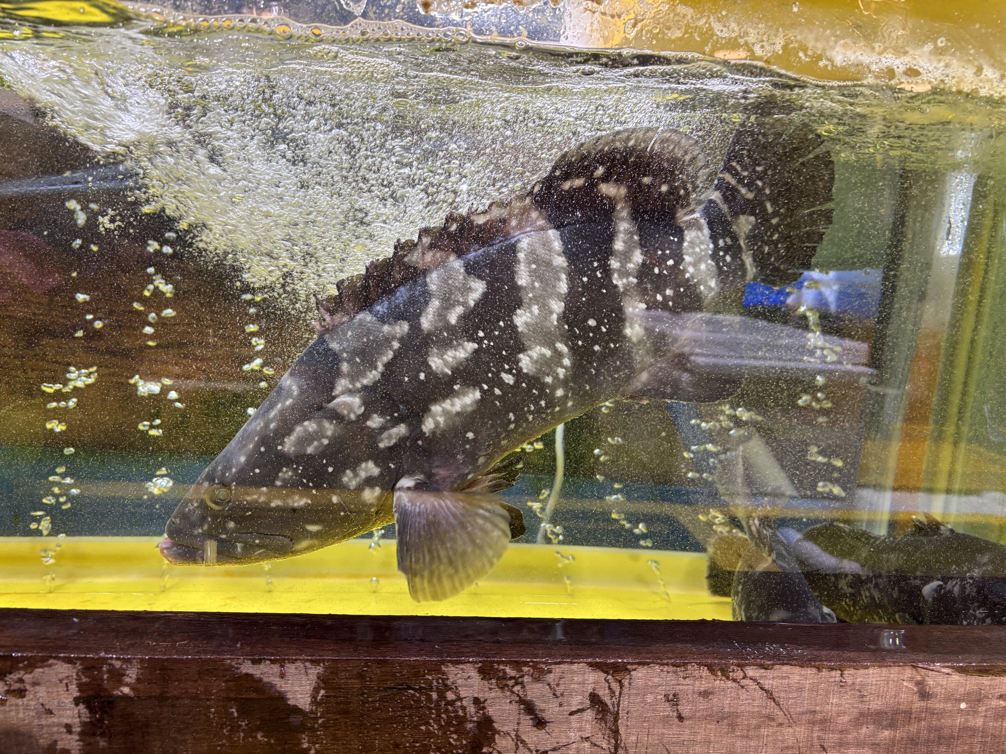 心♡地元愛－パスポート🍊@C107 (@glandfather) / X