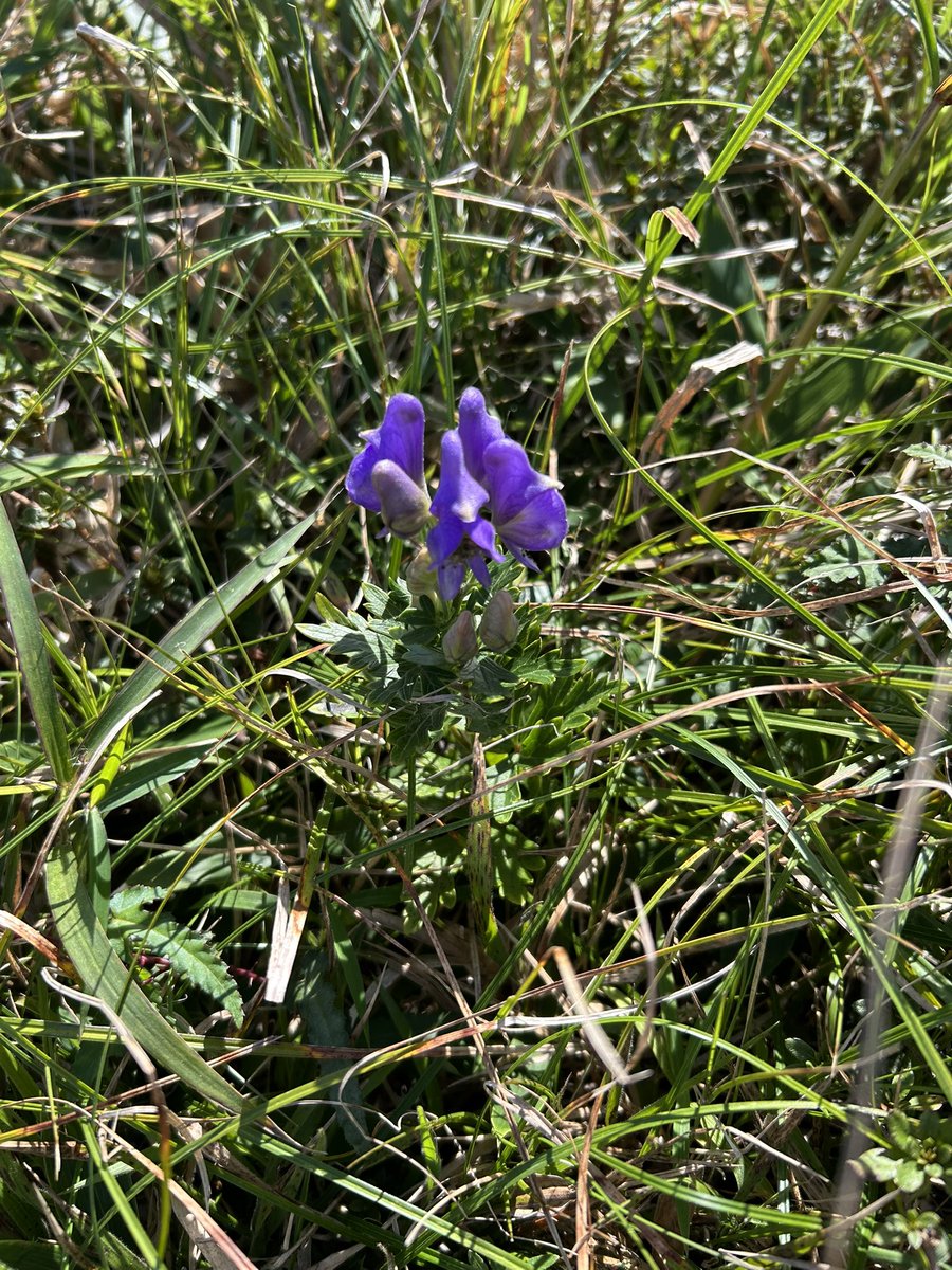 BaseCampSAGA's tweet photo. モウセンゴケのお花には出会えませんでしたが、センブリやこれから咲くトリカブトには会えました！のんびりまったりして帰ります😃〈薫〉
#天山 https://t.co/R2p7Kp0GN8