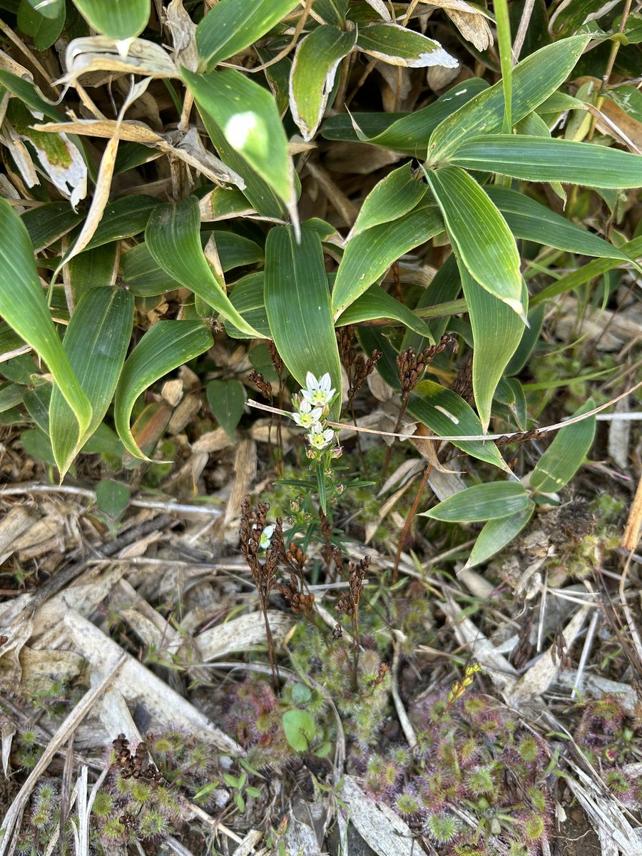 BaseCampSAGA's tweet photo. モウセンゴケのお花には出会えませんでしたが、センブリやこれから咲くトリカブトには会えました！のんびりまったりして帰ります😃〈薫〉
#天山 https://t.co/R2p7Kp0GN8